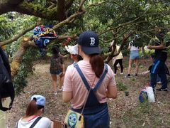 -从化深英荔枝黄皮龙眼采摘园