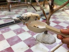 -上海大自然野生昆虫馆(东方明珠·爬宠昆虫探索中心)
