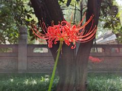 -西安大兴善寺