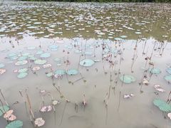 -大湾区中央湿地公园