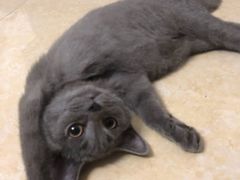 -lincat·猫舍(广州店)