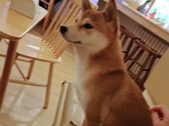 -柴の食堂·日式家庭料理·熊之肆(大学路店)