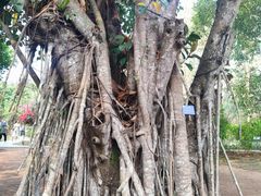 -中国科学院西双版纳热带植物园