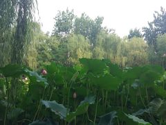 -莲湖公园