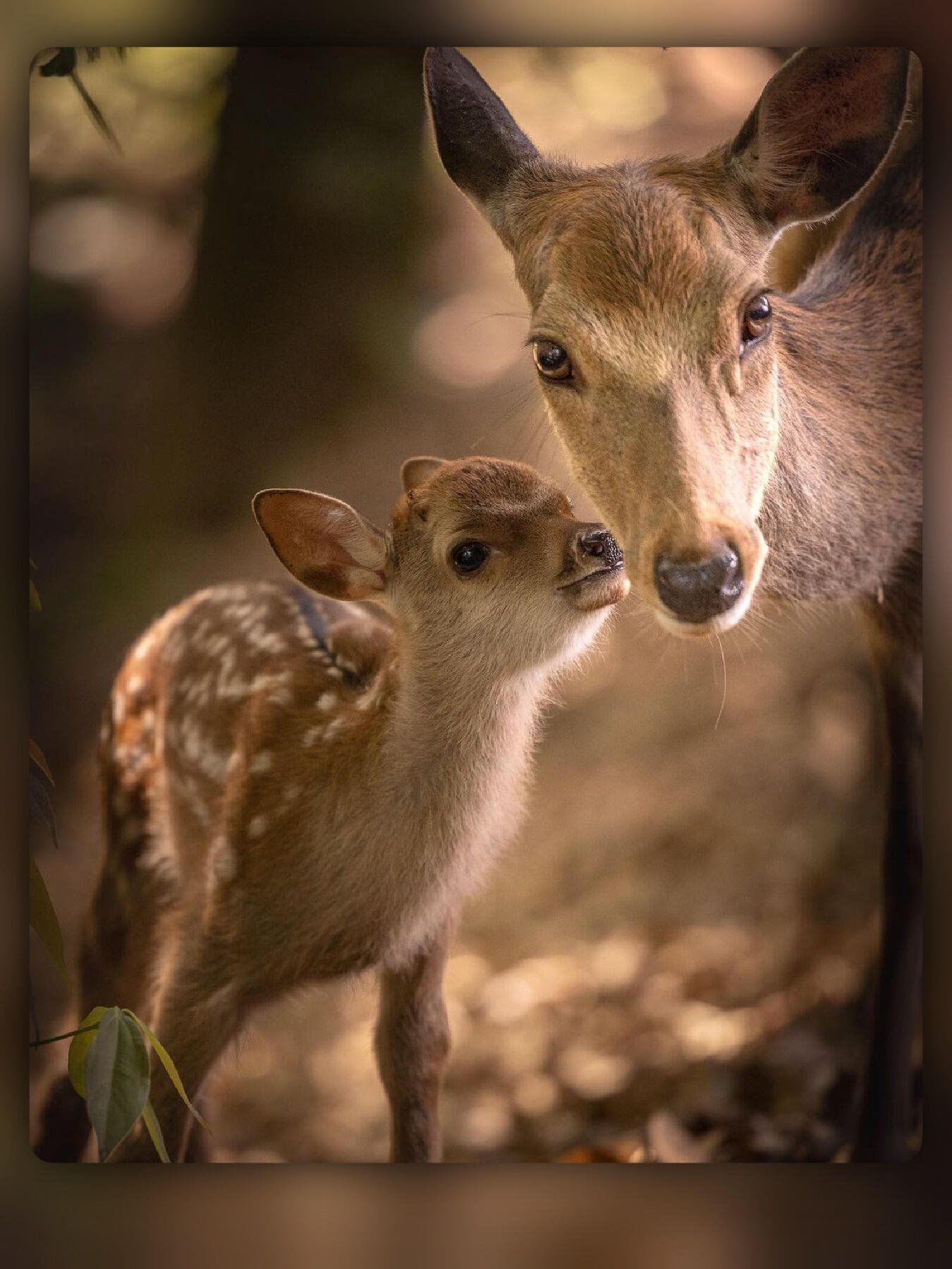 🌿✨万物皆有灵✨