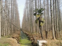-东平国家森林公园