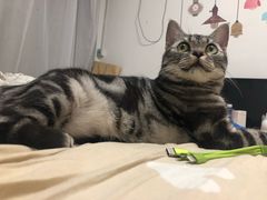 -爱妮康宠物医院·干细胞免疫细胞·肿瘤·心脏(张江店)