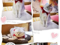 -滚猫咖啡·猫咖·猫友好撸猫(未来城店)