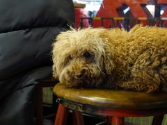 -贺莉嫂北二巷香菇芙蓉面(抗大商厦店)