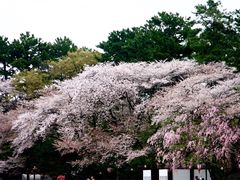 -名古屋城