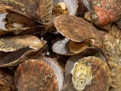 -渔码头食府·20年蓬莱老字号(登州路店)