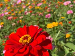 -上海共青森林公园