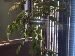 -福照楼汽锅鸡·云南菜(护国路店)