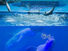 -海合安成都极地海洋公园