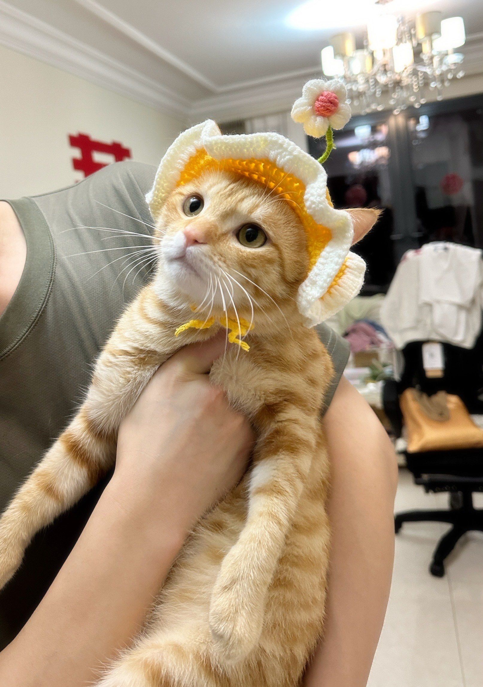 猫咪头像大集合～