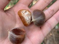 -北京西山国家森林公园