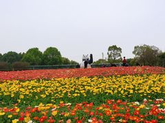 -秀丽东方