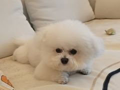 -艾贝尔宠物医院·24H转诊中心·肿瘤猫专科(江宁双龙店)