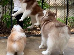 -TrueLove @ Neverland (Husky Cafe)