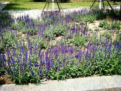 -济南国际园博园