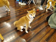 -豆柴町-柴犬主题狗咖(红鼎国际C座店)