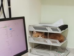 -艾贝尔宠物医院·24H转诊中心·肿瘤猫专科(江宁双龙店)