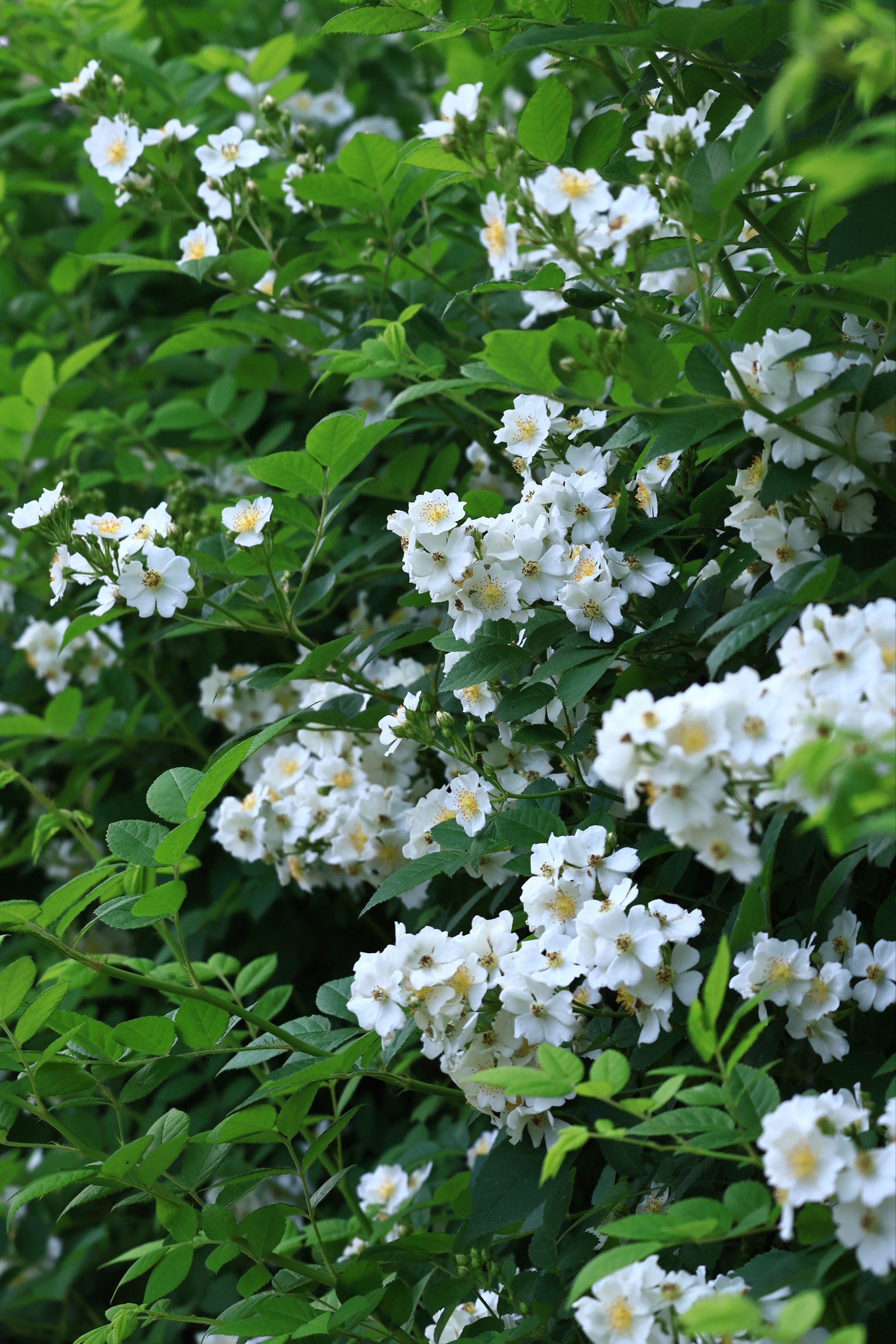 野蔷薇开花啦