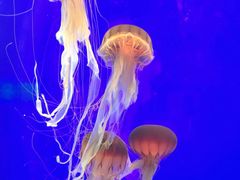 -上海海洋水族馆