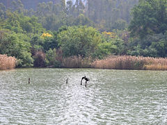 -五缘湾湿地公园