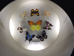 -上海昆虫博物馆