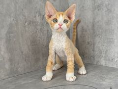 -小猫来了·猫舍(红山六九七九店)