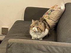 -参差咖啡(水果湖公园店)