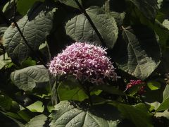 -洛阳市隋唐城遗址植物园