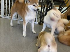 -喜柴咖啡·柴犬狗咖