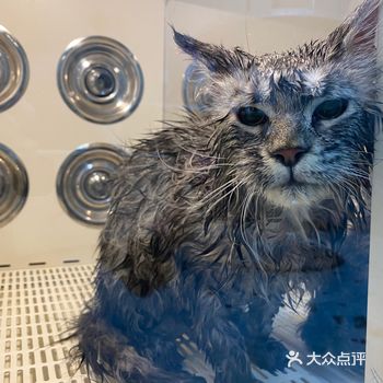 推荐超级奶思的宠物诊疗中心!