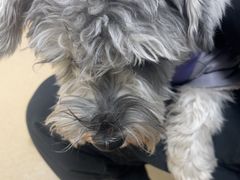 -瑞派·关忠动物医院·猫专科·犬专科(三环新城店)