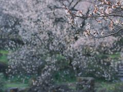 -香雪海