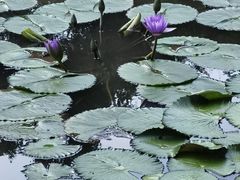 -曼听御花园