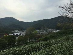 -龙井村