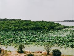 -丁香湖公园