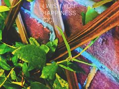 墙边的小生命-FD西餐厅