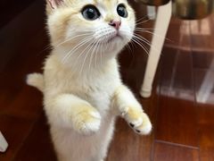 -喵zoo家庭繁育猫舍(尖东智能花园店)