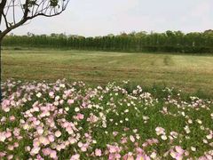 景点-上海长兴岛郊野公园