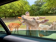 -常州淹城野生动物世界