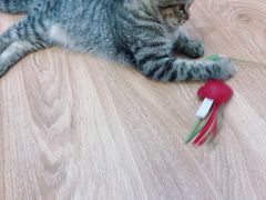 -COLOR PETS 撸猫馆·购猫·猫咖(长风大悦城店)