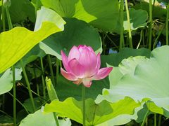 -石家庄市植物园
