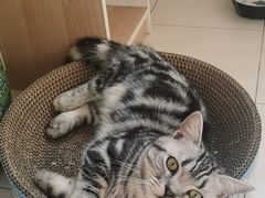 -纳吉亚猫专科动物医院·北北分院
