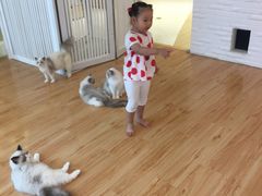 -momokira米努特·德文卷毛猫·棉花面纱犬