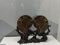 -贝壳王国博物馆