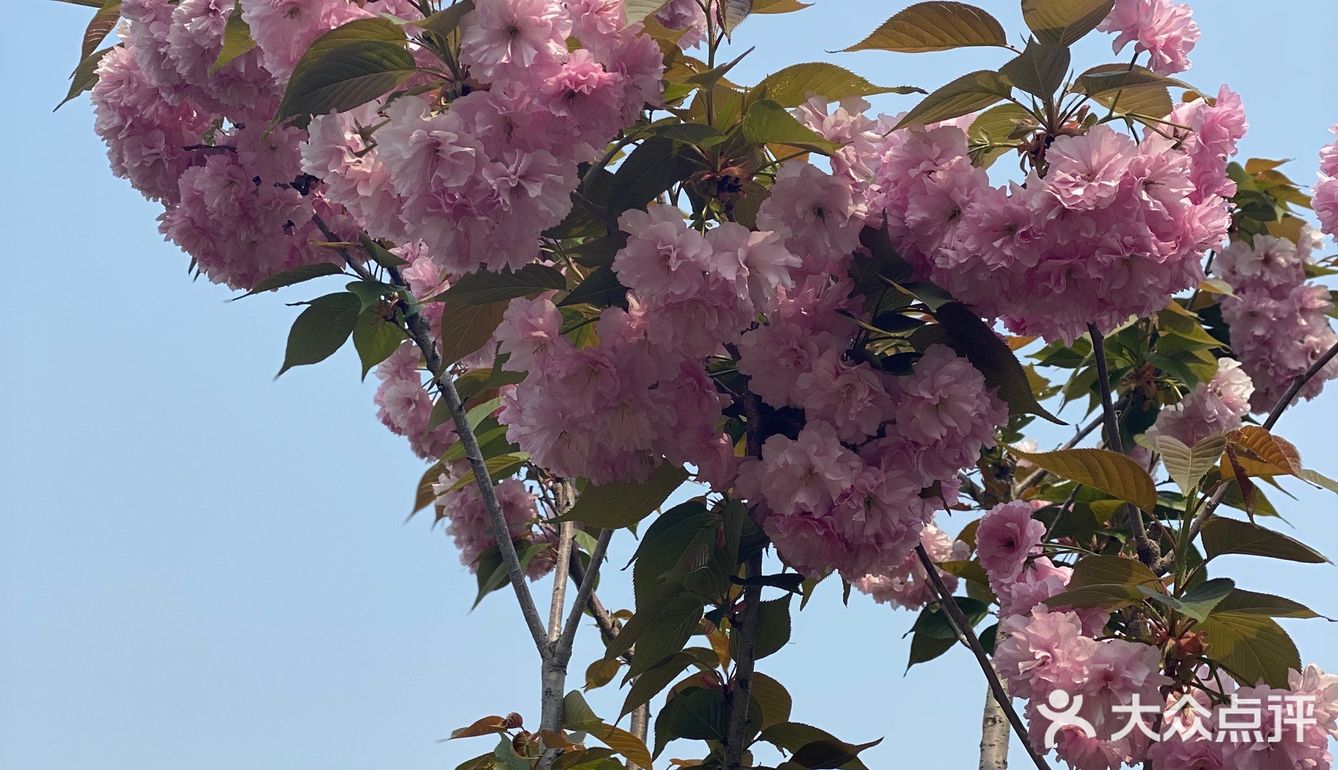 打卡王八盖子山